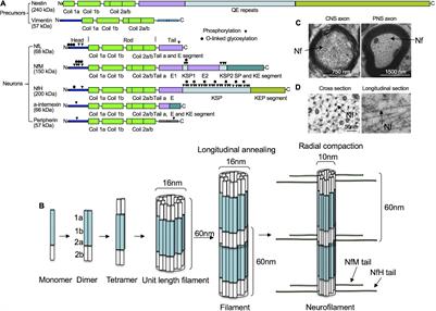 Neurofilament Proteins as Biomarkers to Monitor Neurological Diseases and the Efficacy of Therapies